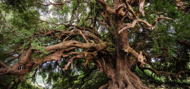 olive tree, old tree, tree