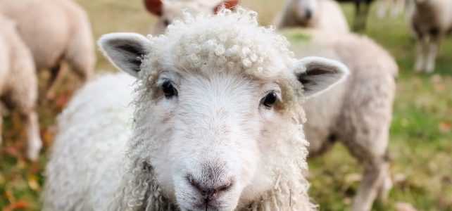 ireland, sheep, lambs