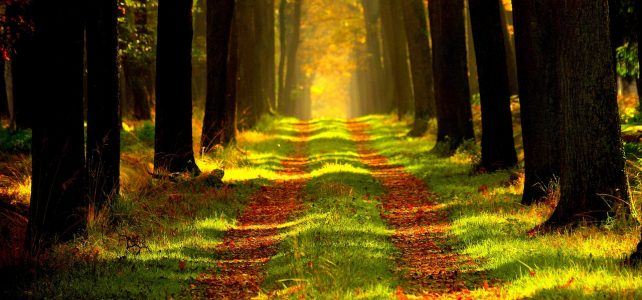 forest, path, trees