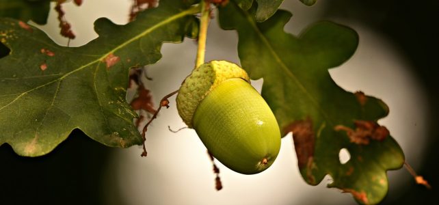 acorn, nut, oak tree