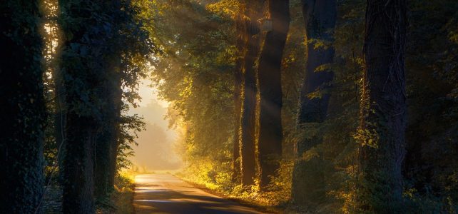 path, trees, forest, nature, leaves, summer, green, landscape, sunrise, sun, path, forest, sunrise, sunrise, sunrise, sunrise, sunrise