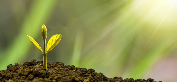 investment, concept, business, finance, growth, plant, money, wealth, grow, green, coin, success, tree, financial, cash, currency, profit, leaf, growing, nature, banking, economy, bank, investment, business, business, growth, growth, growth, growth, growth, plant, plant, money, money, grow, success, success, success, tree