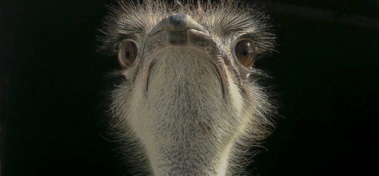 vogel, strauss, laufvogel, tierpark