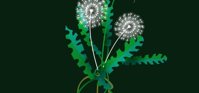 dandelion, plant, floral background, herb, leaves, green, weeds, garden, summer, seeds, nature, roots, botanical, sheet, drawing, background