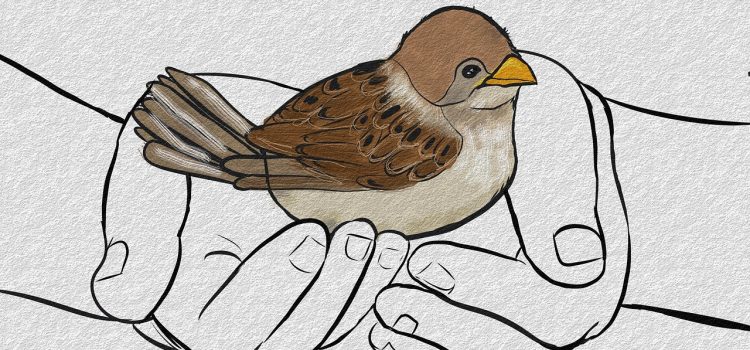 sparrow, bird, animal, nature, natural, wildlife, palm, hand, little bird, protect, holding hands, cherish