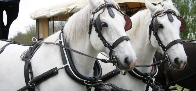 „Kommt her zu mir!“ – Predigt von Sonja Hahnemann vom 26.07.2020
